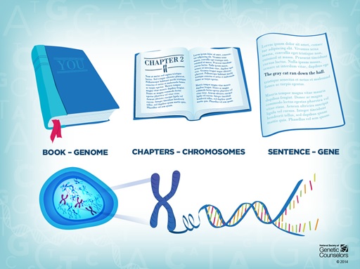 A graphic showing the relationship between a genome, chromosomes and genes in terms of words and chapters in a book. Property of the National Society of Genetic Counsellors