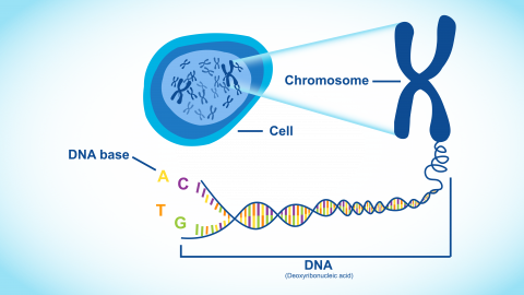 What is genomics? | Melbourne Genomics